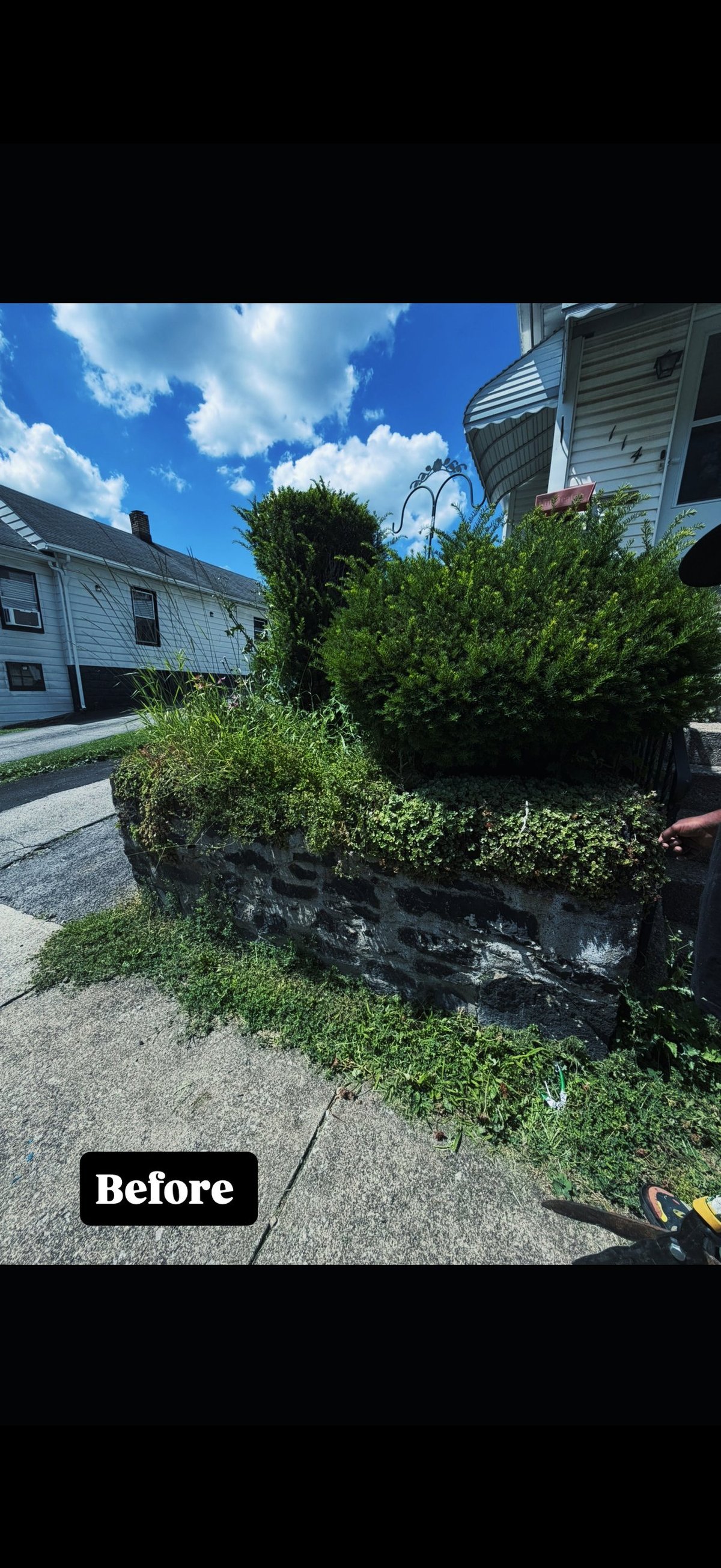 Overgrown garden bed with thick ivy and vegetation against weathered gray house exterior, labeled Before